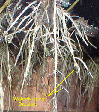 Close-up of roots grown from wheat seed using aeroponics, 1998