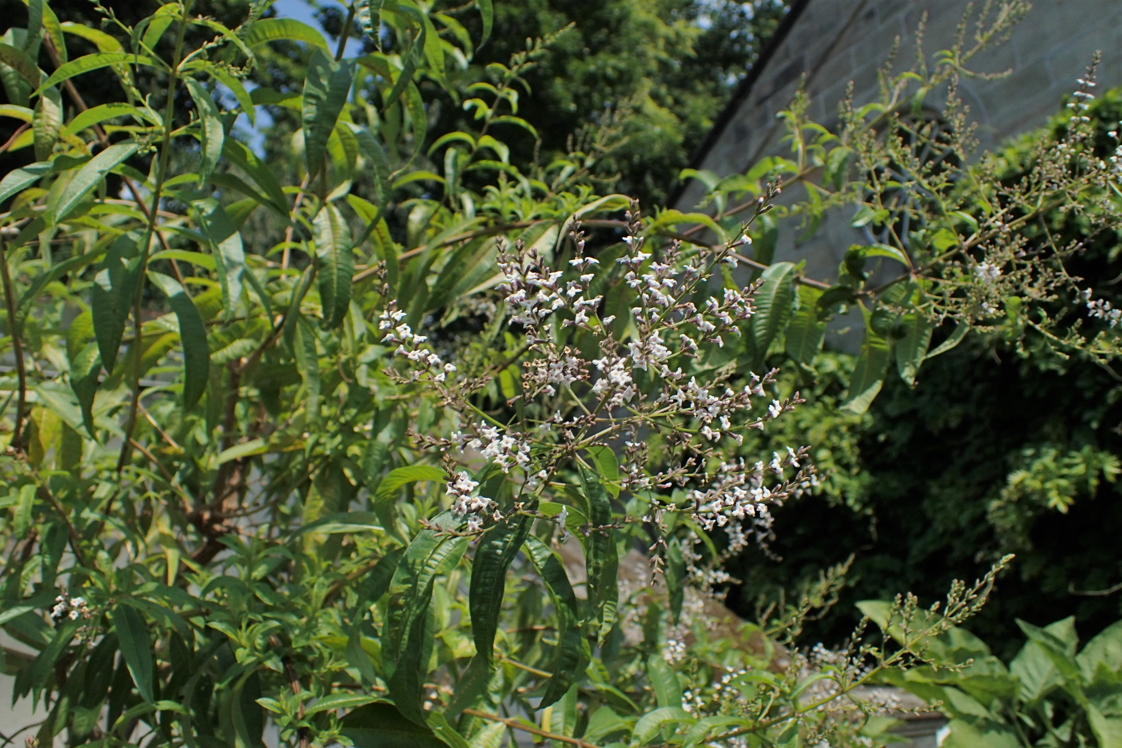 Aloysia citrodora - Wikipedia