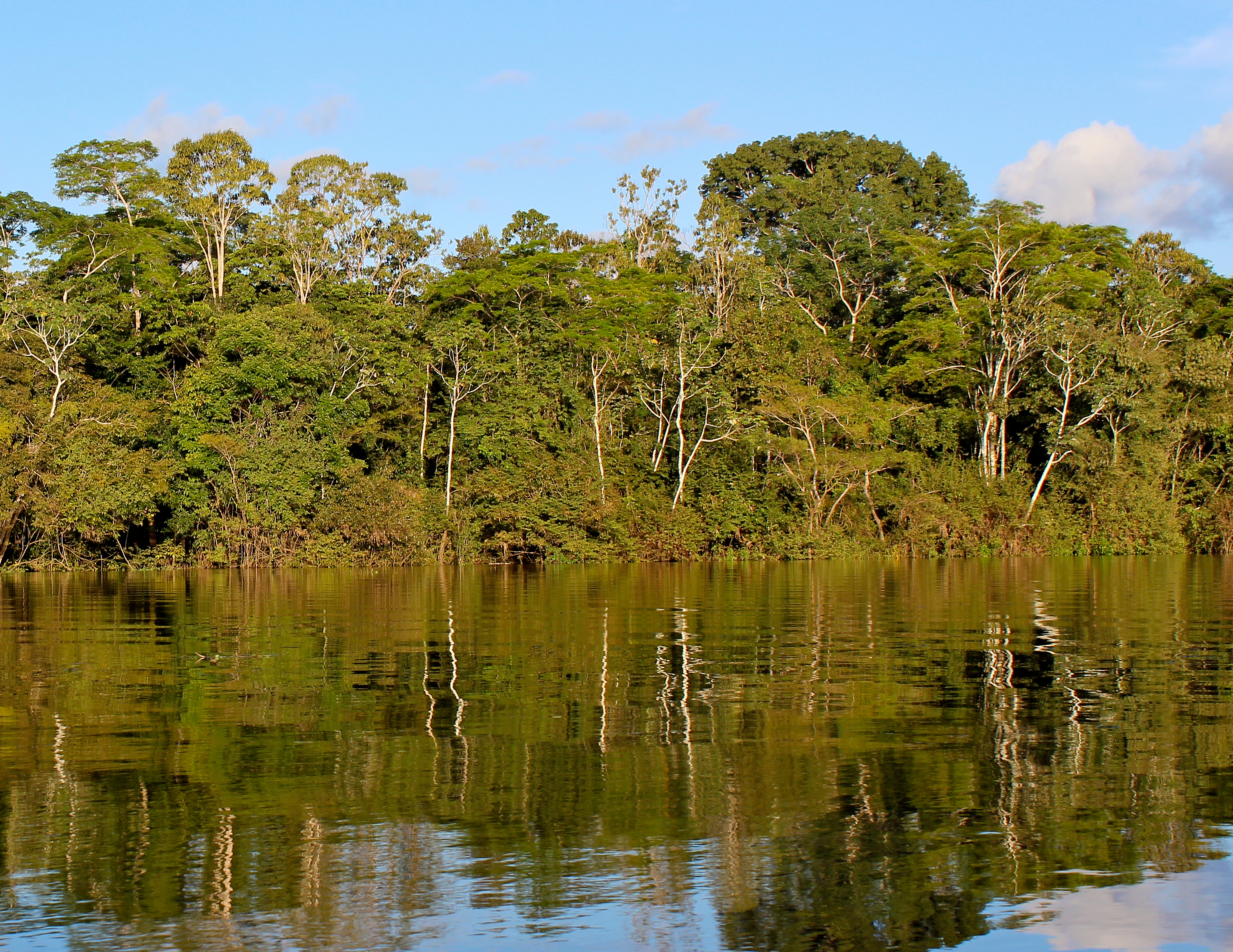 Типы амазонских лесов