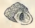 <i>Anadema macandrewii</i> Species of gastropod