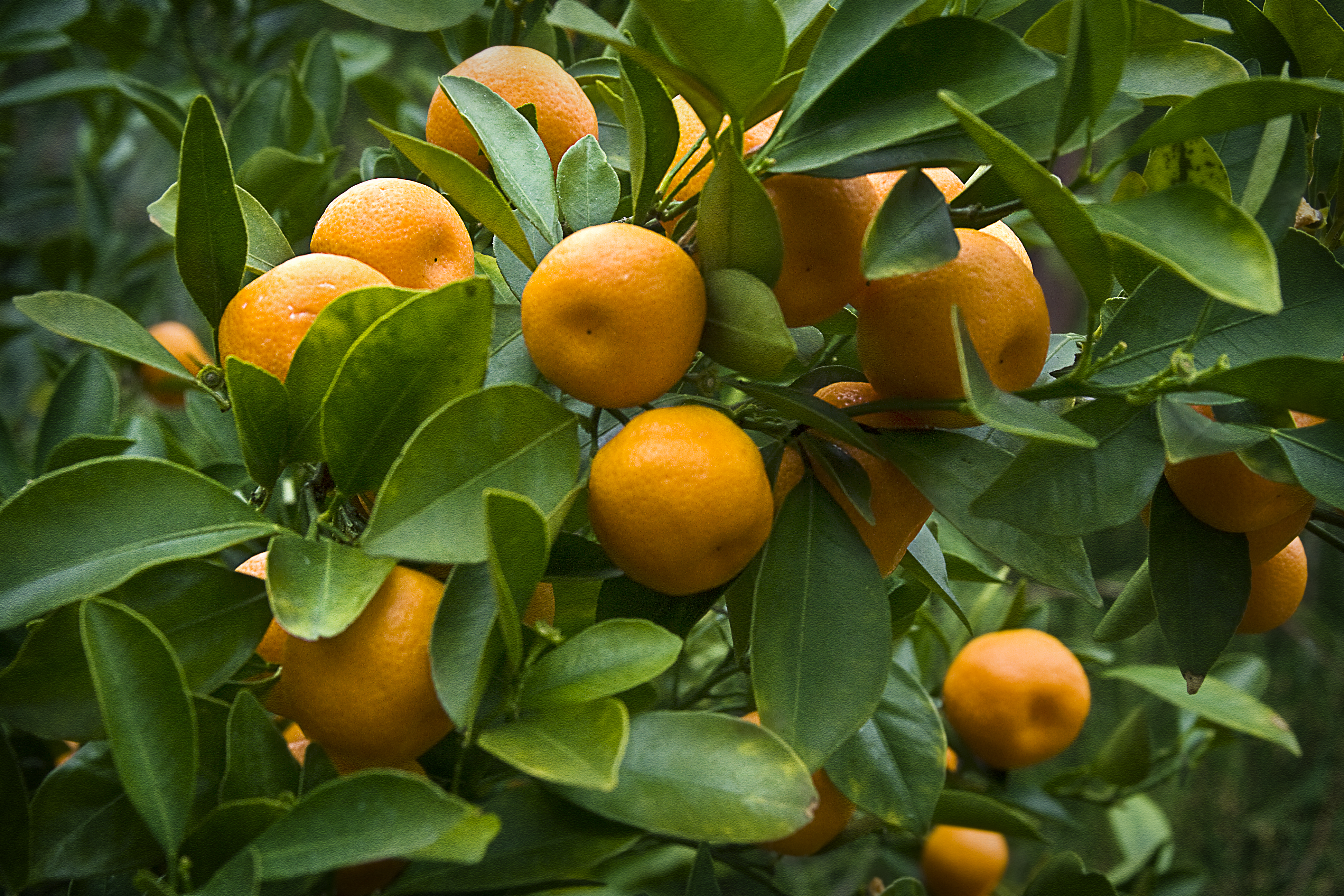Citrus X Sinensis: Most Up-to-Date Encyclopedia, News & Reviews