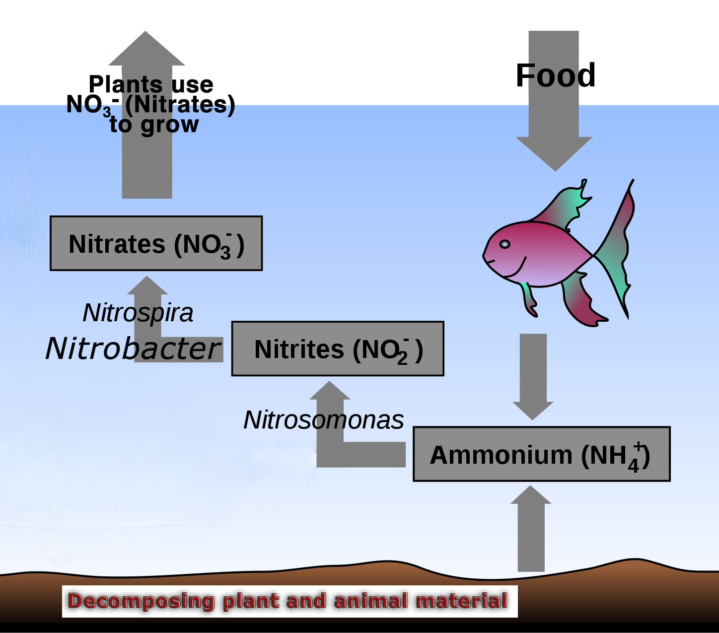 File:Aquaponics Nitrogen Cycle.jpg - Wikimedia Commons