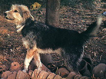 Armant dog, with some orange stuff and trees in background.jpg