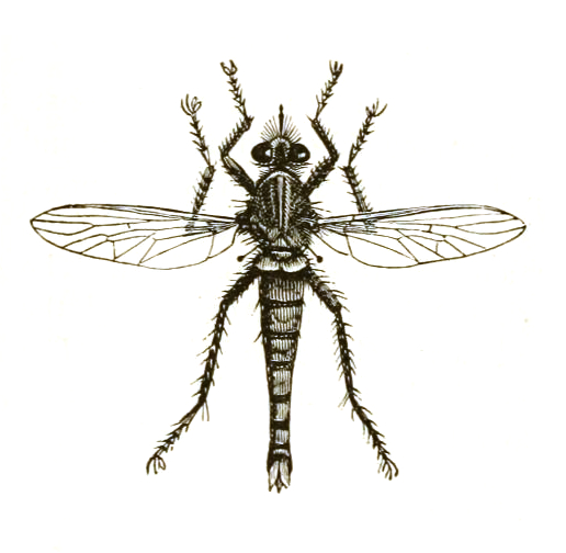 File:Asilidae icon.jpg