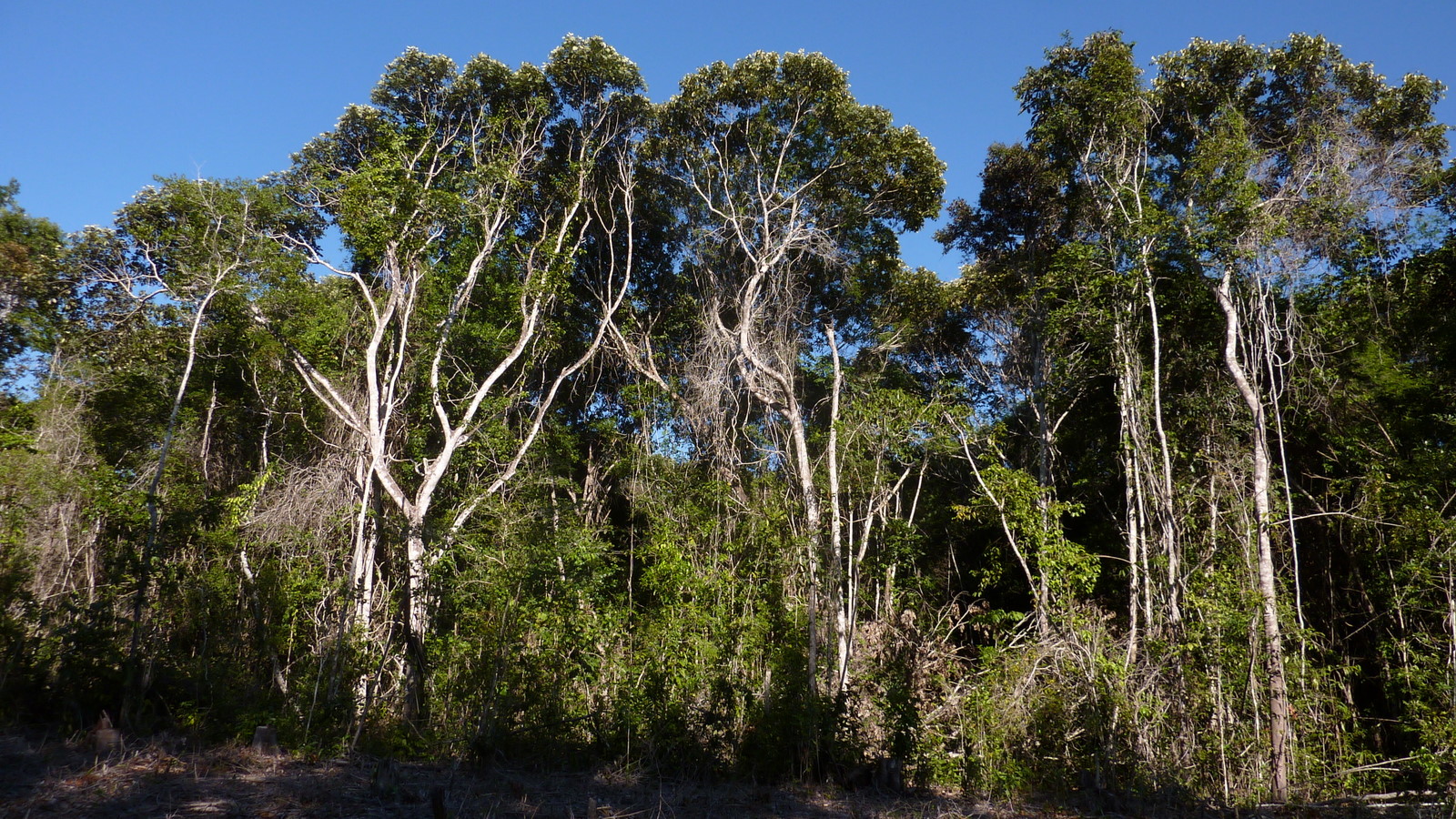 More than 80% of tree species endemic to the Atlantic Rainforest