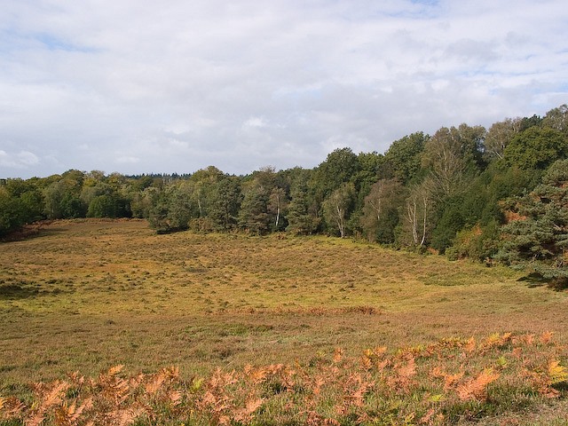 File:Bog east of Wick Wood - geograph.org.uk - 989379.jpg