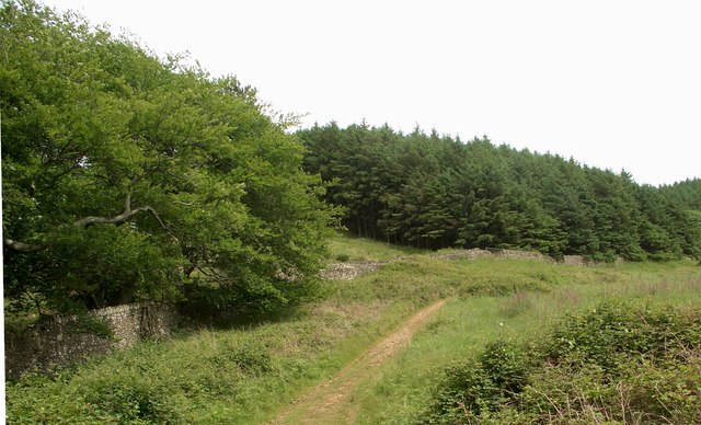 Boundary of forest and country park, Margam - geograph.org.uk - 832403