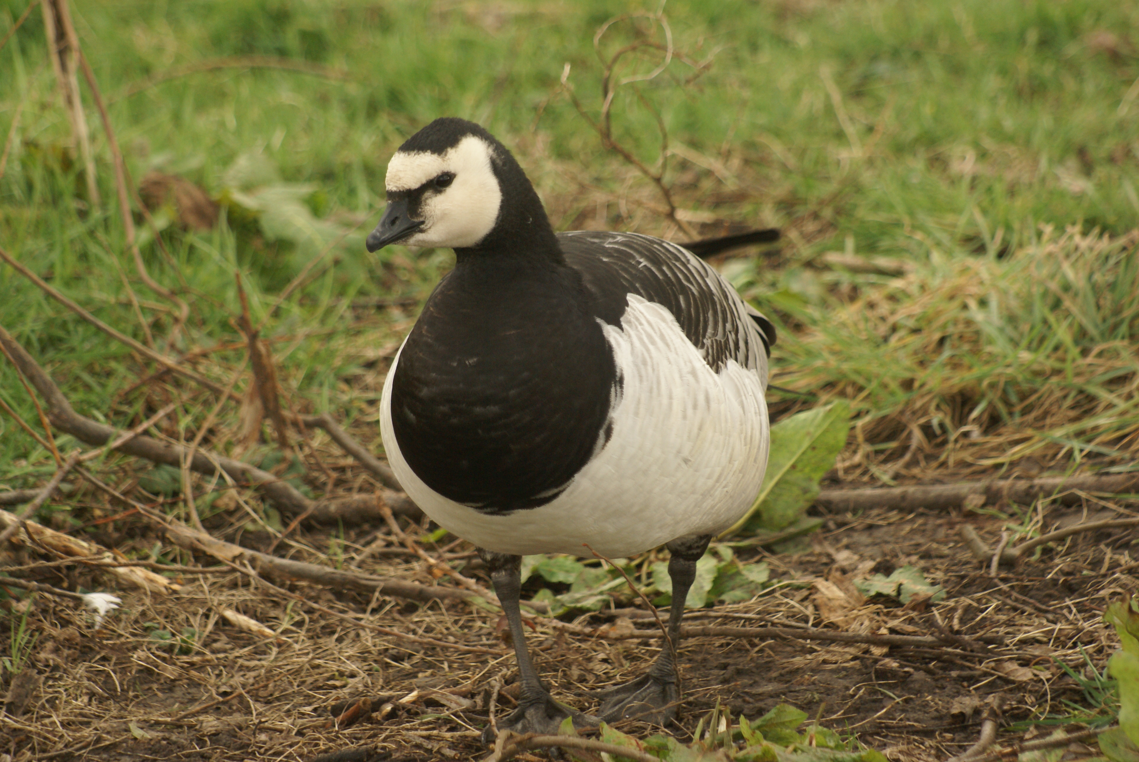 File Branta Leucopsis R H 12 Jpg Wikimedia Commons