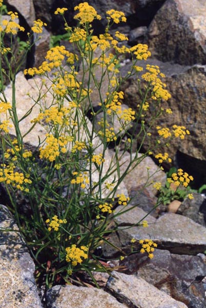 Bupleurum falcatum