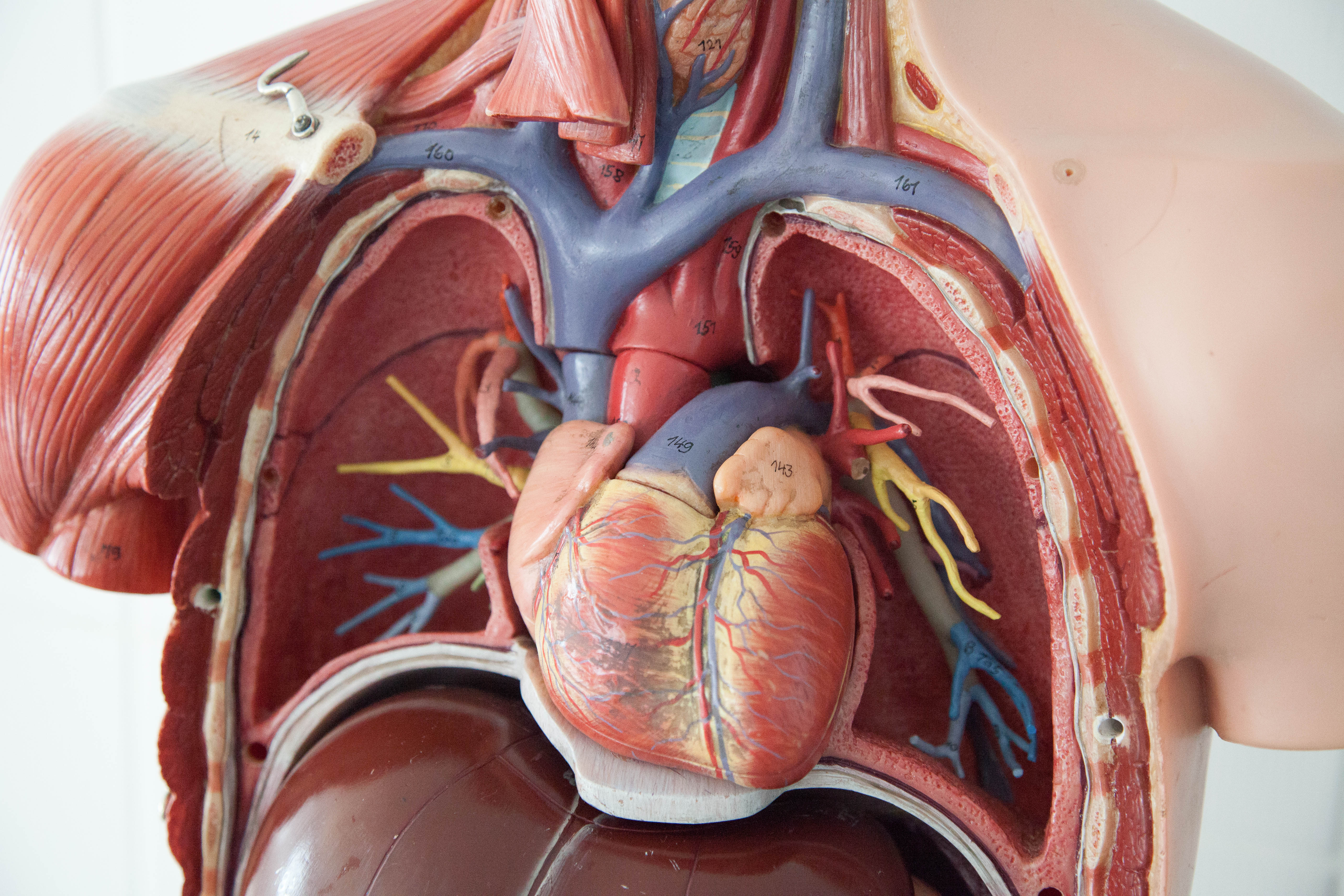 File Chest Anatomy Jpg Wikimedia Commons