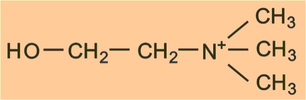 File:Choline miguelferig.jpg