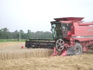 File:CombineWheat0654.jpg