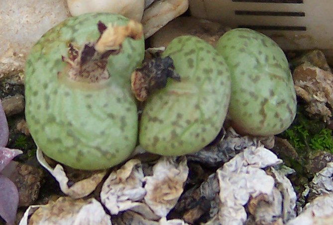 File:Conophytum wettsteinii2.jpg