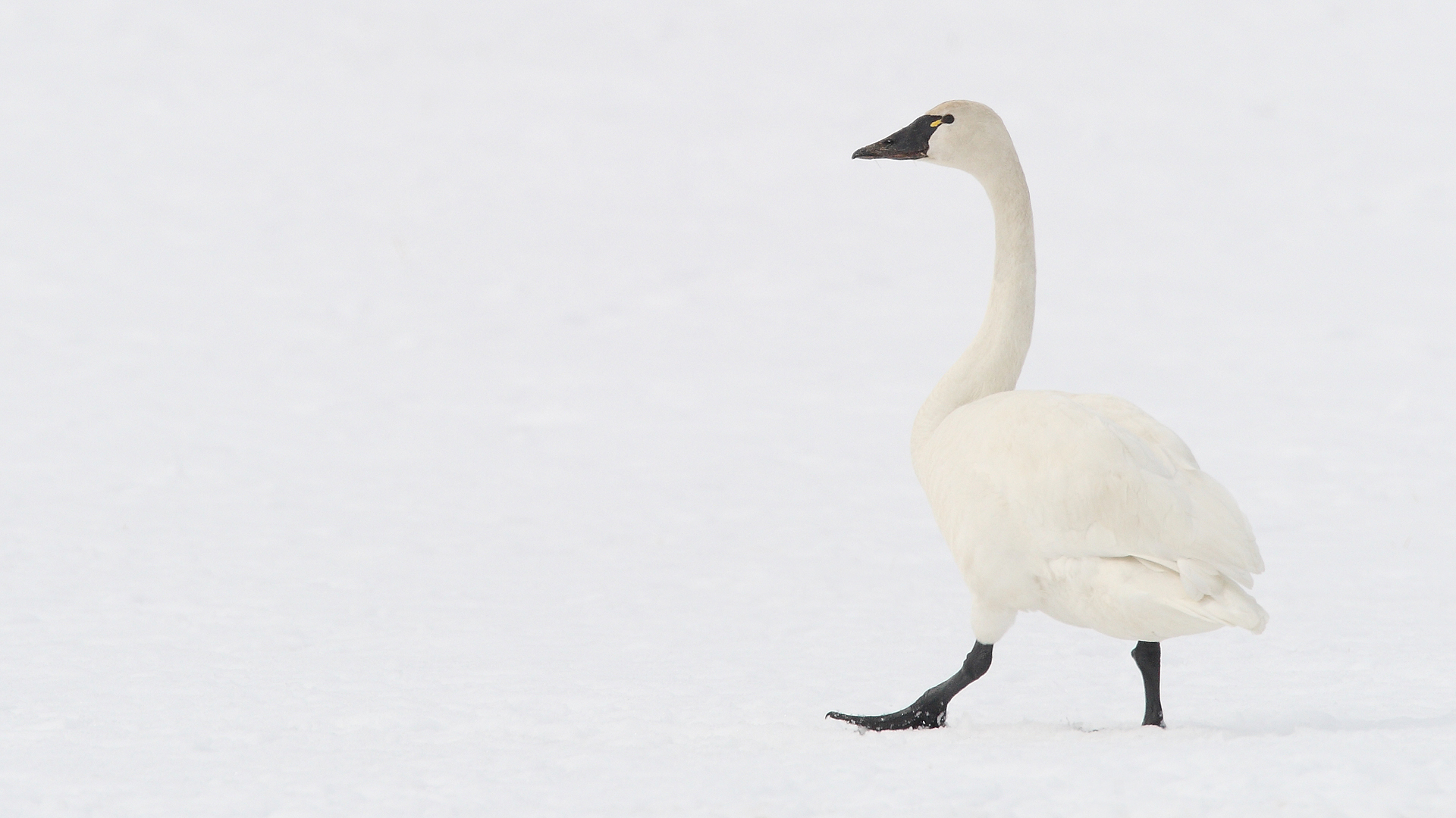 Американский лебедь (Cygnus columbianus)