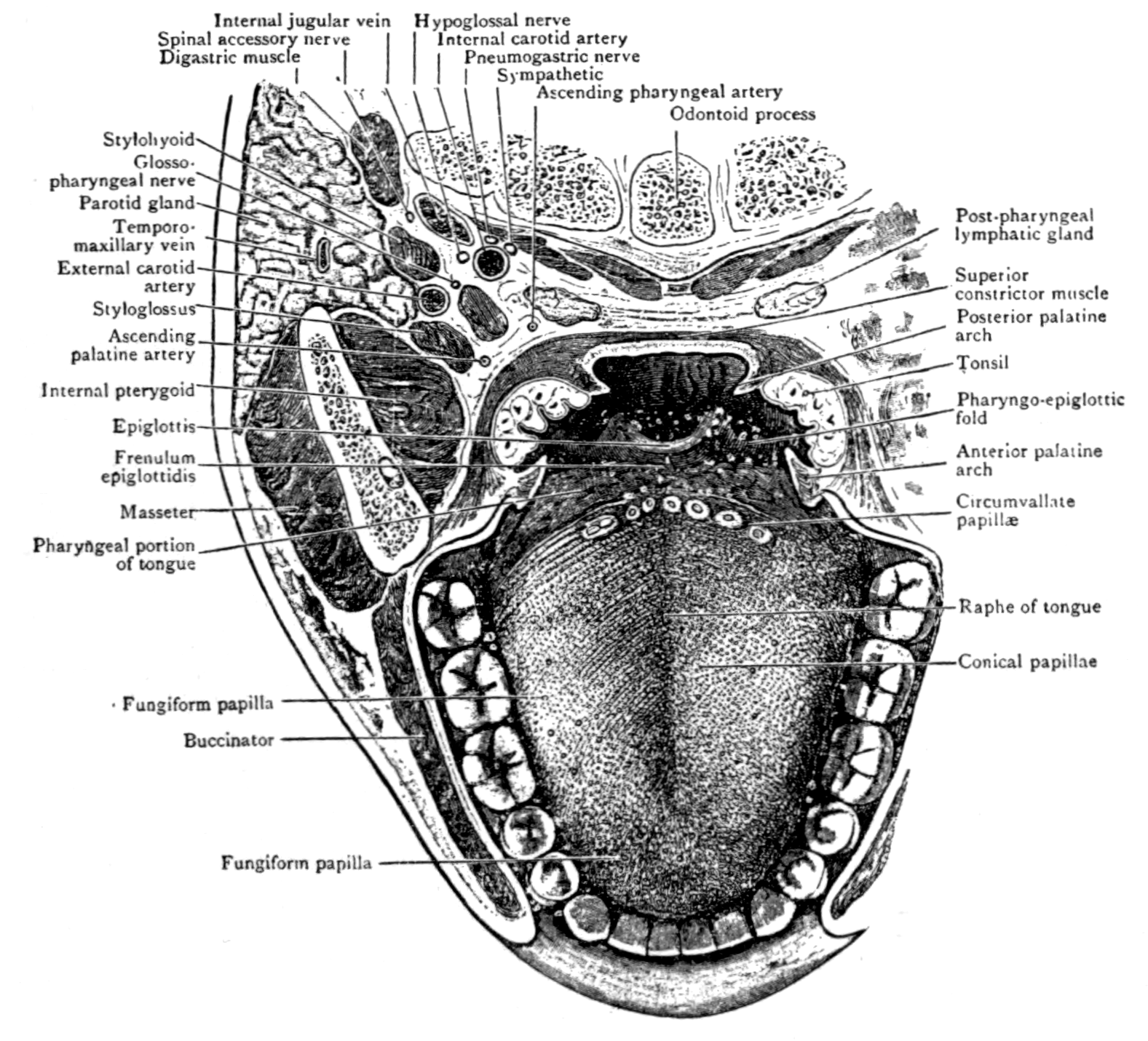 Frenulum of the tongue - Wikipedia