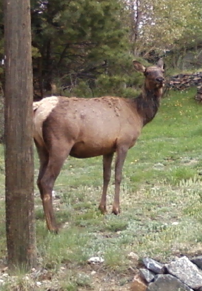 File:Elk in Evergreen, CO.jpg