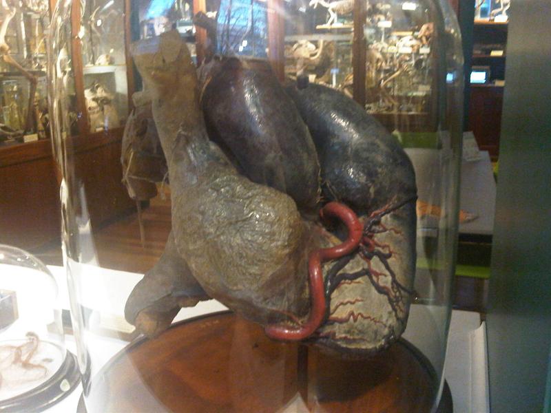 File:Em - Loxodonta africana heart - GMZ 2.jpg