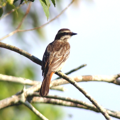 File:Empidonomus varius-Variegated Flycatcher.jpg