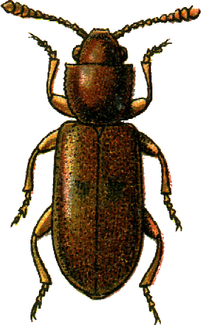 <i>Monanus concinnulus</i> Species of beetle