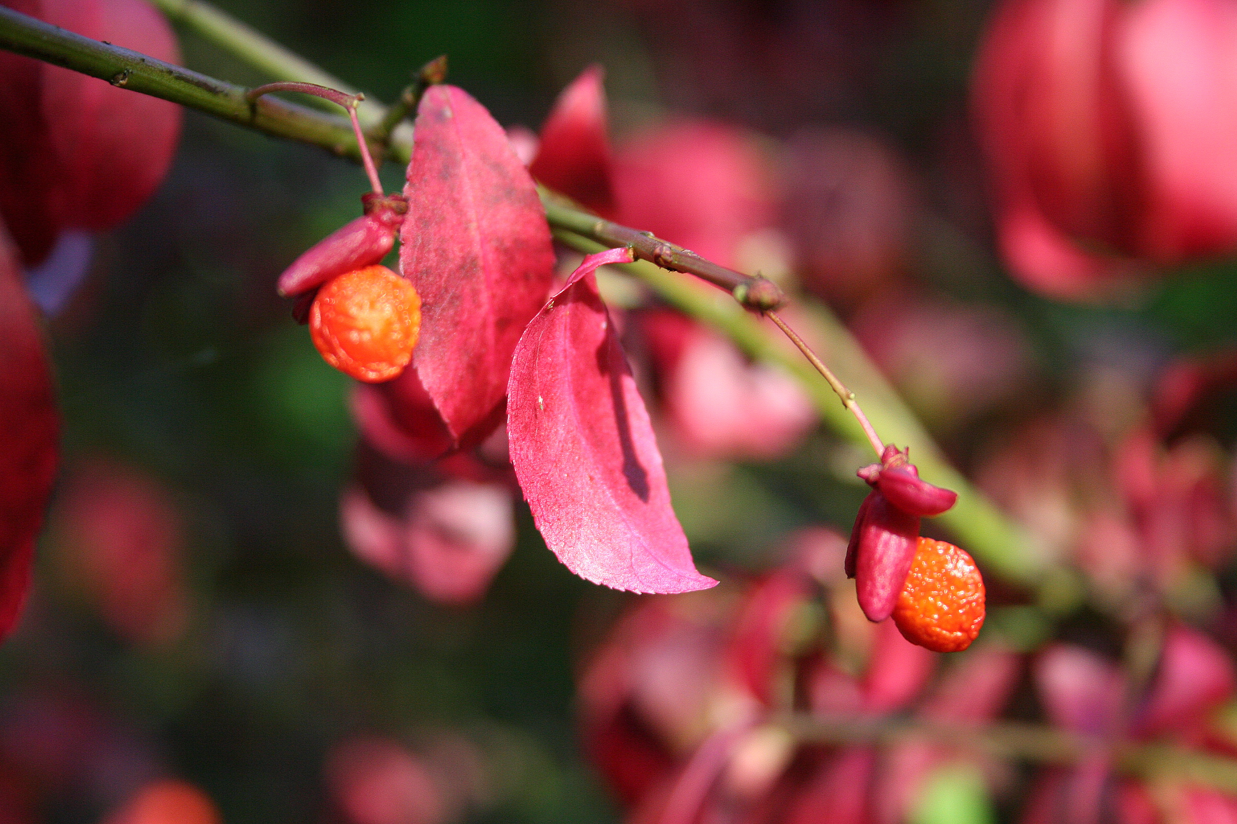 euonymus alatus fruit