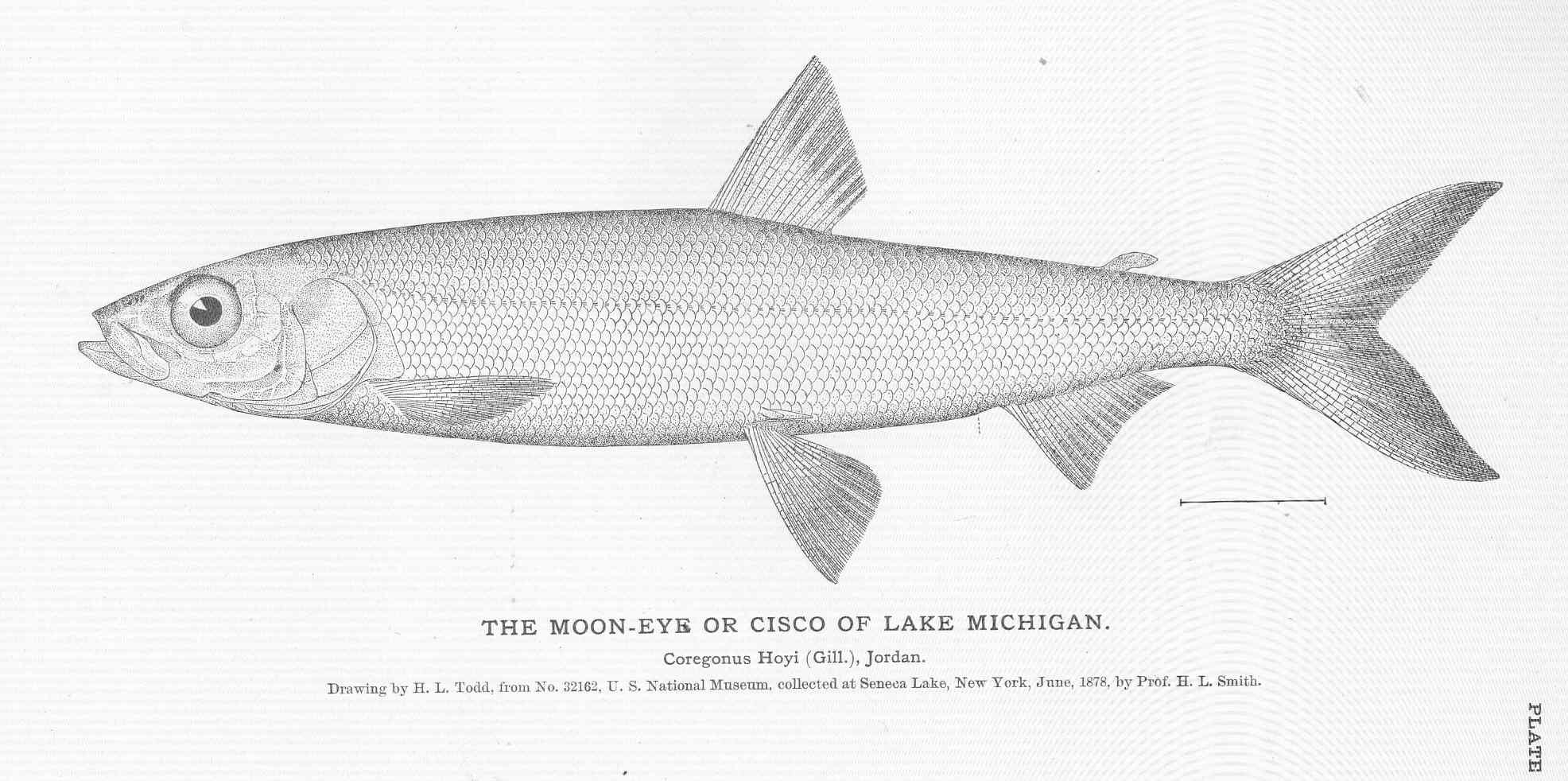 File:FMIB 51084 Moon-Eye or Cisco of Lake Michigan.jpeg