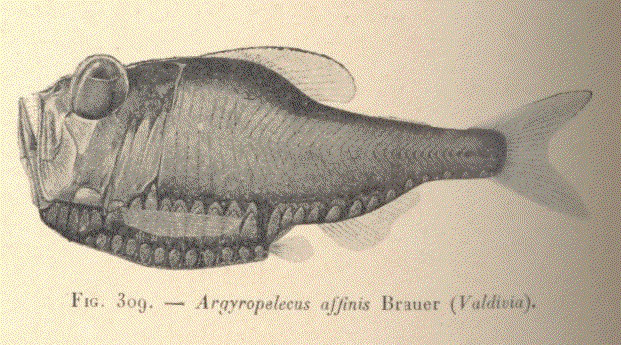 File:FMIB 53392 Argyropelecus alfinis Brauer (Valdivia).jpeg