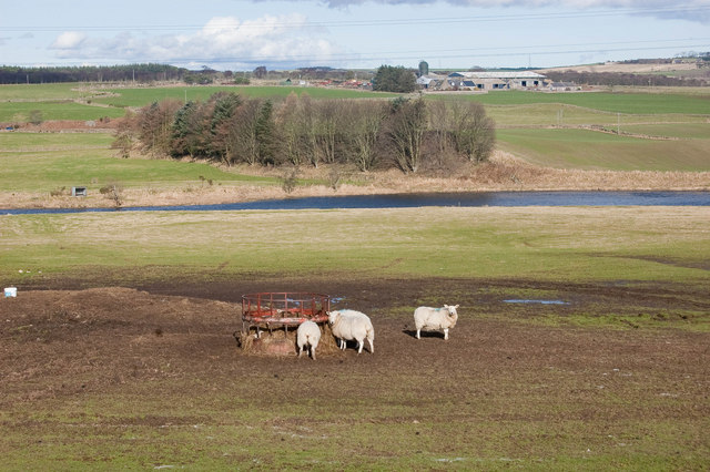 File:Feeding time - geograph.org.uk - 1195111.jpg