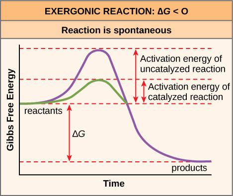 Difference between anabolic and catabolic chemical reactions