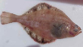 Flathead sole Species of fish