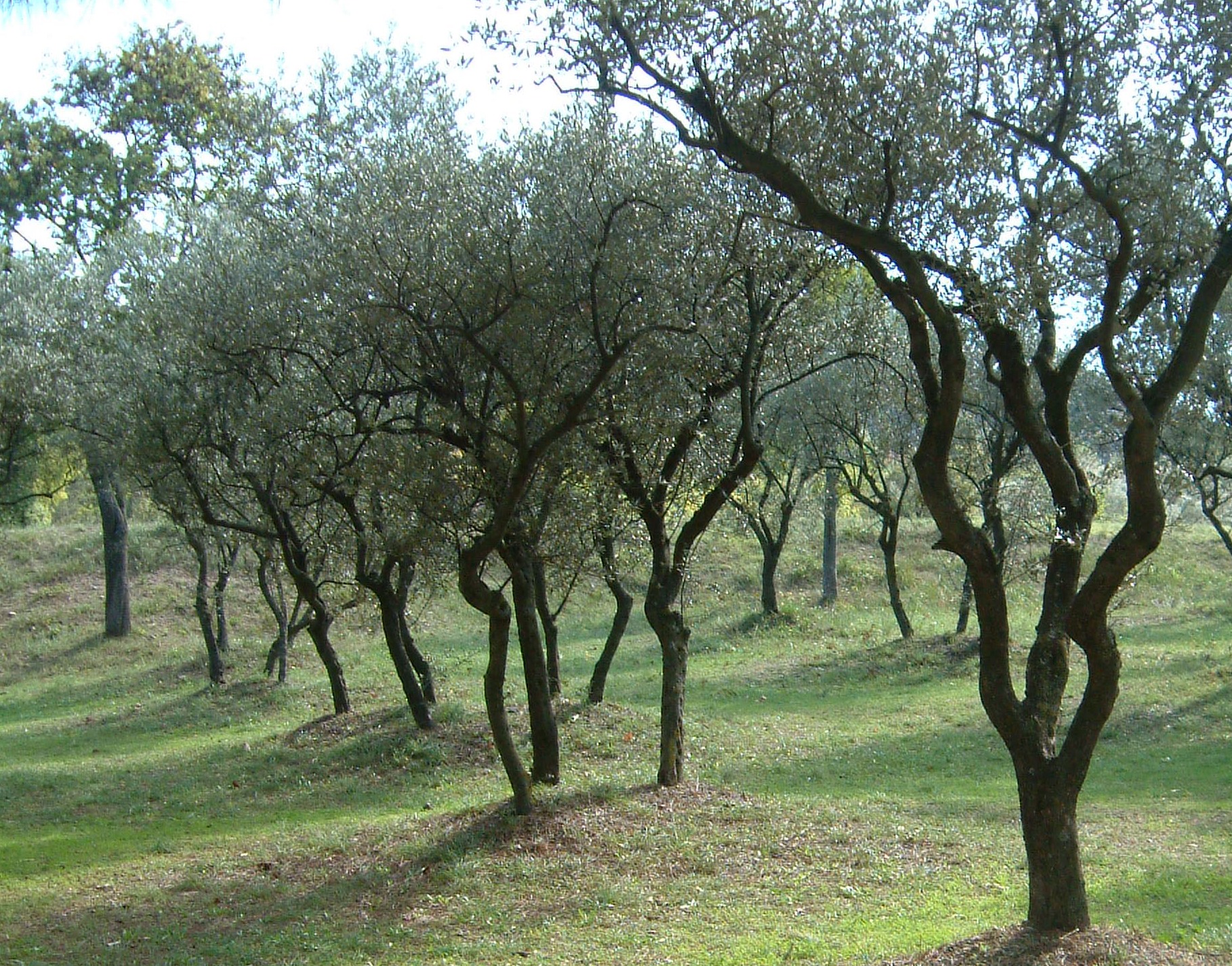 Оливковая роща в Ереване