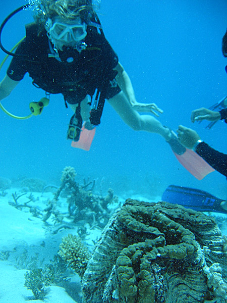 File:Giant clam with diver.jpg