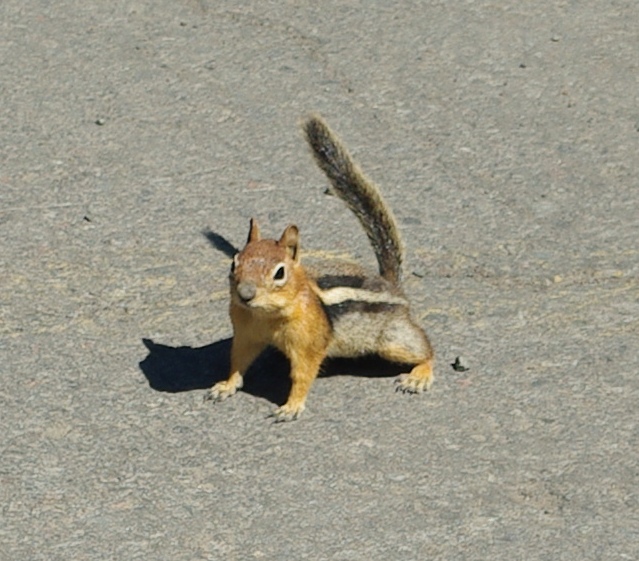 File:Golden-mantled ground squirrel at Diamond Lake - Oregon.jpg