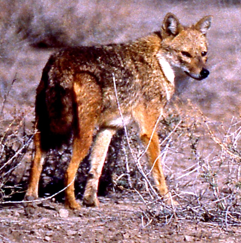 Golden Jackal (Canis aureus) (20102428738).jpg