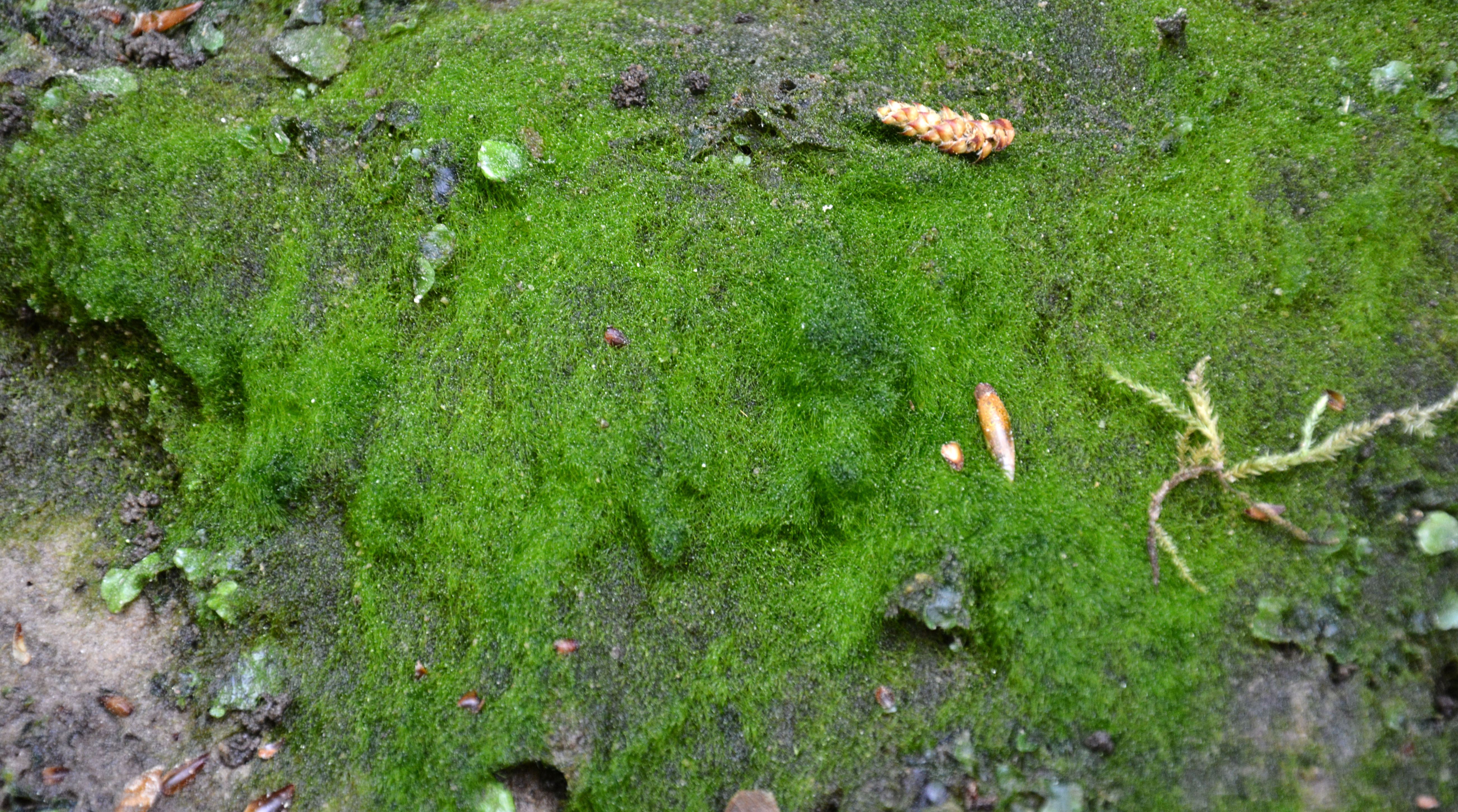 File:Gorges du Ciron, avril 2016, algue filamenteuse verte 4961.JPG -  Wikimedia Commons