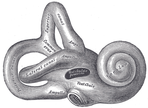 Labyrinthitis - ENT Health