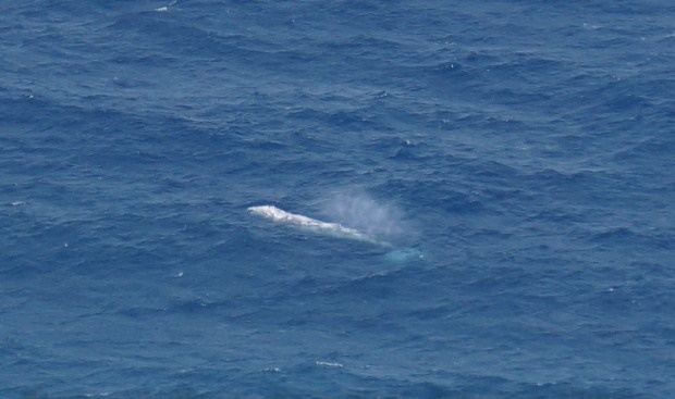 File:Gray Whale, Aogashima, March 11, 2017 by Aurora Chihiro.jpg