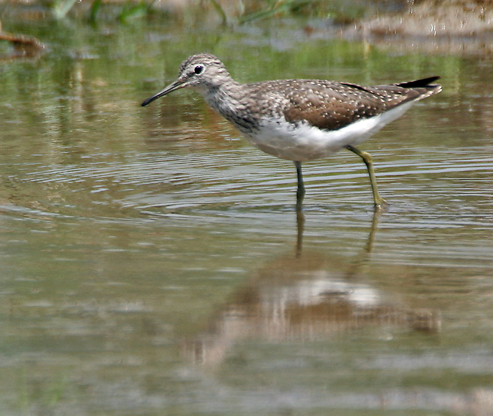 File:Green Sandpiper (Tringa ochropus)- In Breeding plumage at Bharatpur I IMG 5533.jpg