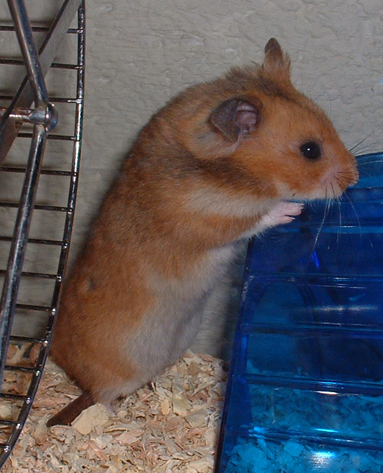 meesterwerk antenne jukbeen File:Hamster (1).jpg - Wikimedia Commons