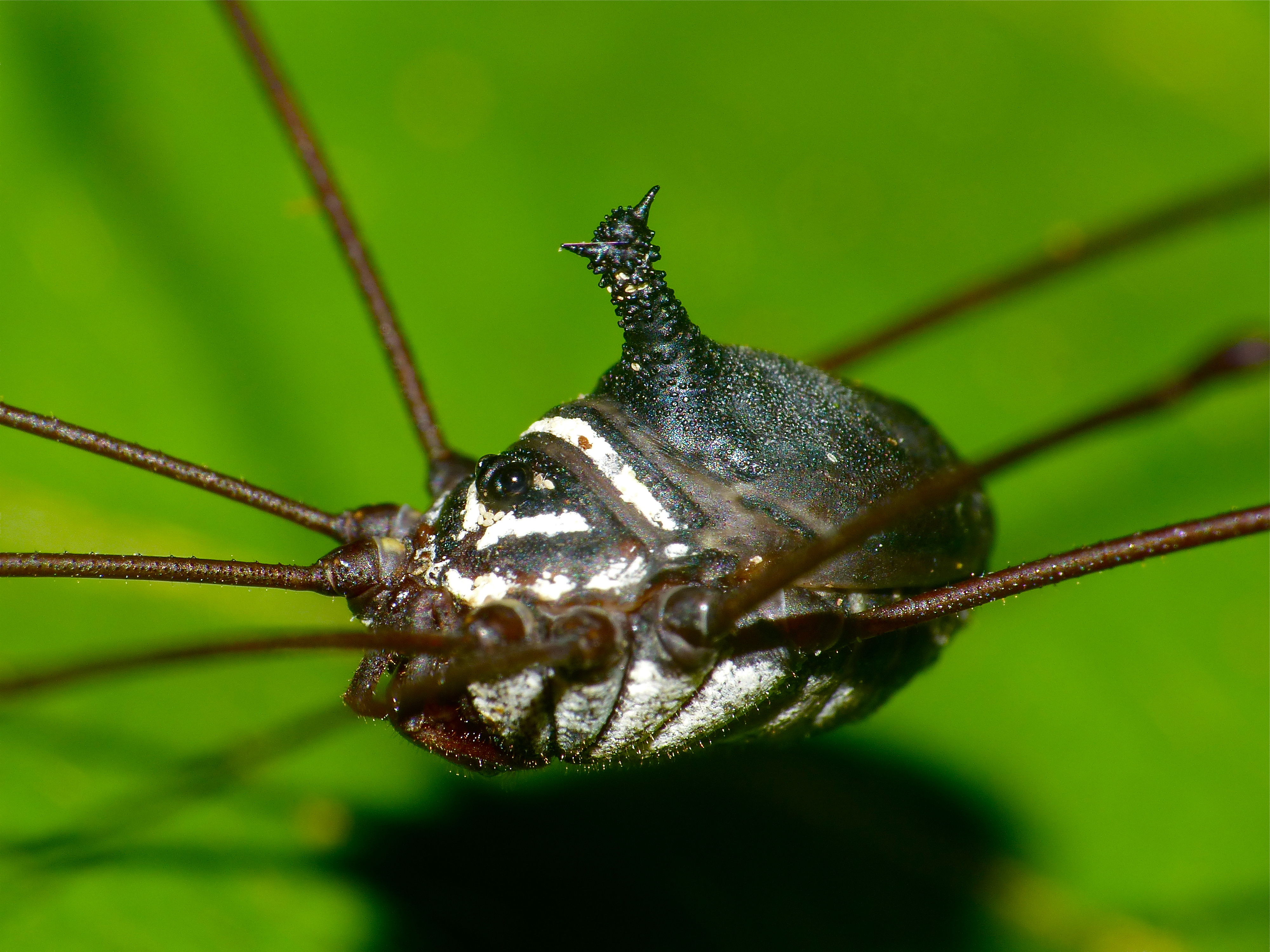 Harvestman (Opiliones) close-up (15283388590).jpg