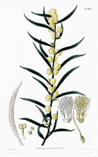 File:Hook.acacia.lanigera.jpg