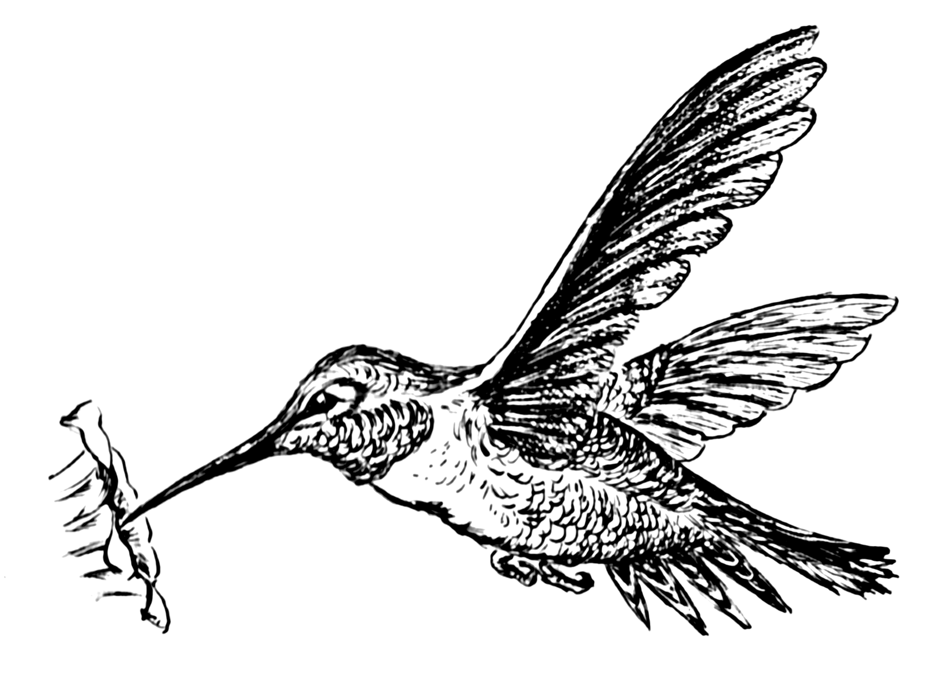 Colibri Wikip dia