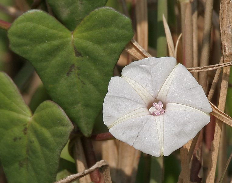 File:Ipomoea marginata in Hyderabad W IMG 4988.jpg