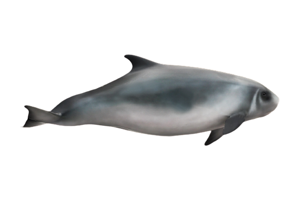 File:Kogia sima (transparent background).png