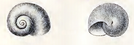 Leucorhynchia punctata