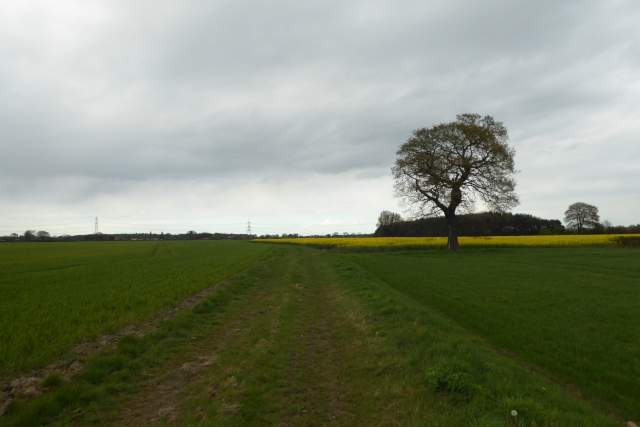 File:Lone tree and rape - geograph.org.uk - 5356548.jpg