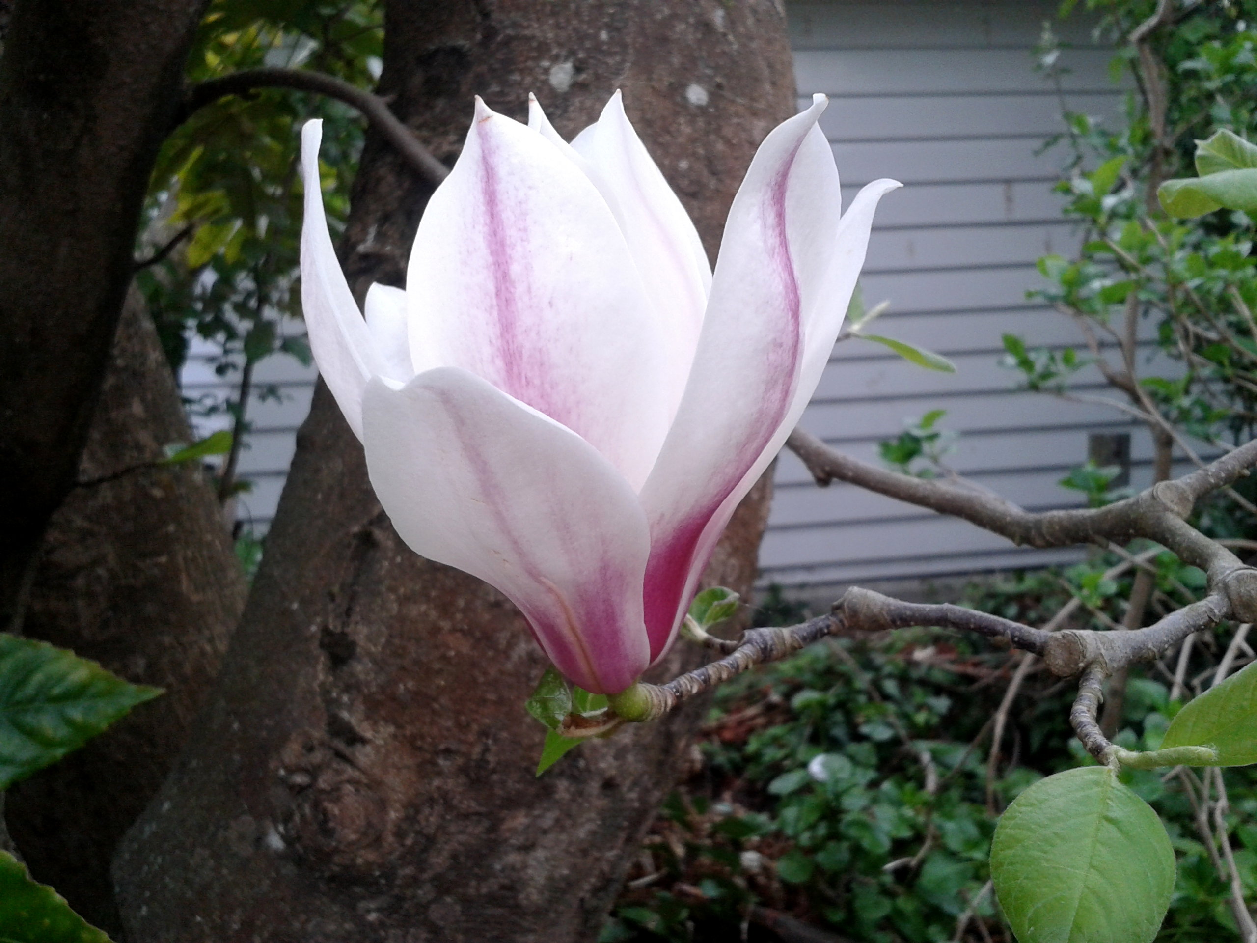 Ender magnolia bloom in the mist. Ender Magnolia: Bloom in the Mist game.