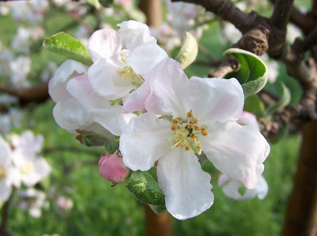 fruit of the apple tree