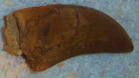 File:Megalosaurus bucklandi tooth 2.jpg