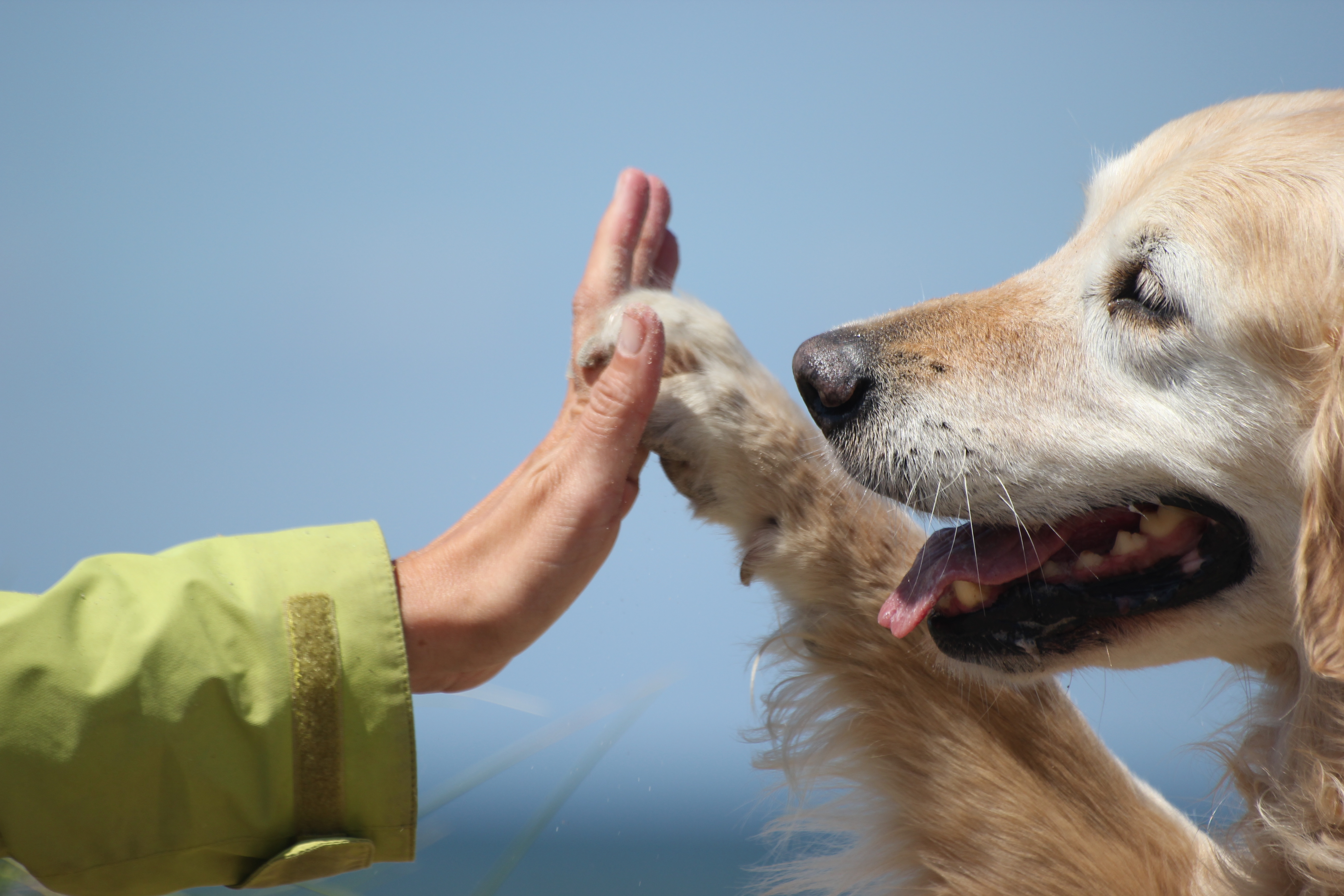 Perros humano apareamiento animal