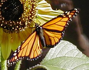 File:Monarch-PeteNelson-crop.JPG